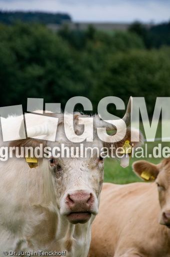 Hausrind (139 von 174).jpg